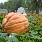 A giant pumpkin grows in Don Young