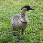 A Hawaiian nene. Credit: Julia Scott