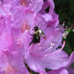 A bumblebee with a radio tag / Martin Wikelski